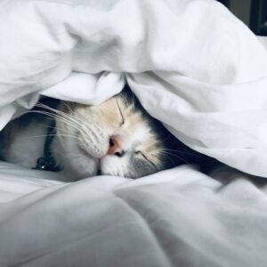 Le Guide Ultime du Sommeil Réparateur